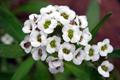 lobularia maritima,sweet alison,Alussum
